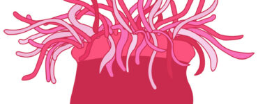pink sea anemone