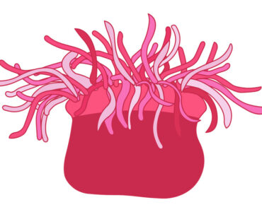 pink sea anemone