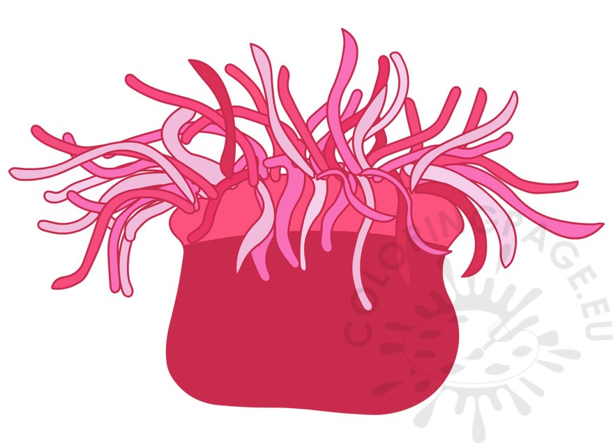 pink sea anemone
