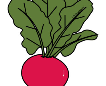radish