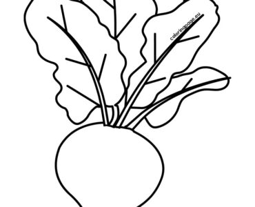 vegetable radish
