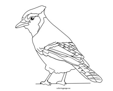 blue jay bird