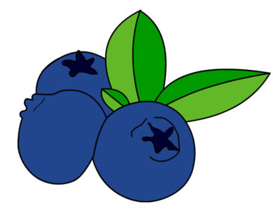 blueberry leaves