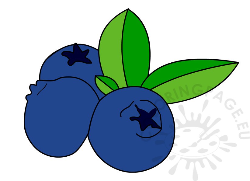 blueberry leaves