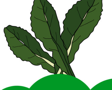 lacinato kale