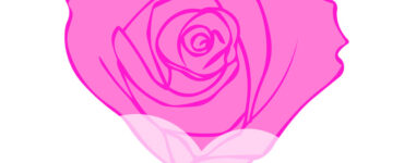 love pink rose