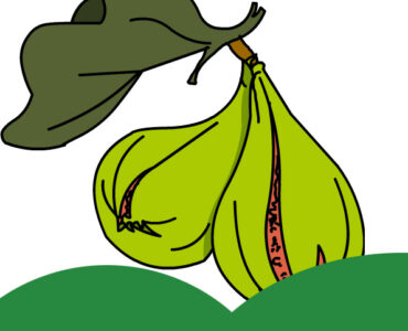 fig