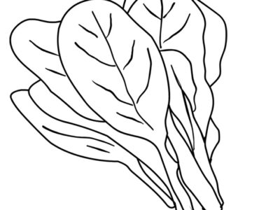 spinach design