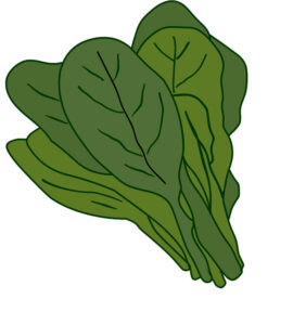 spinach vegetable