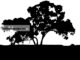 australian tree silhouette