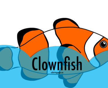 clownfish image
