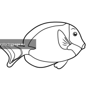 powder blue surgeonfish