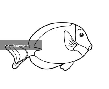 powder blue surgeonfish