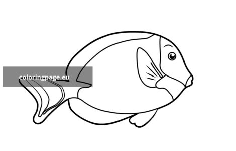 powder blue surgeonfish