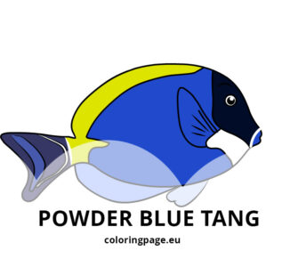 powder blue tang