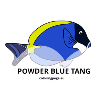 powder blue tang