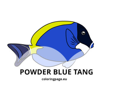 powder blue tang
