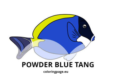 powder blue tang