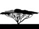 african tree silhouette
