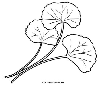 gotu kola design