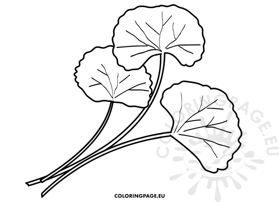 gotu kola design