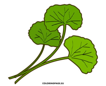 gotu kola green