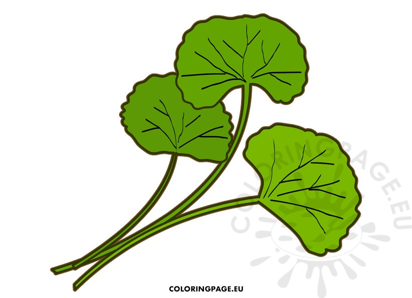 gotu kola green