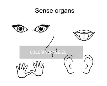 sense organs