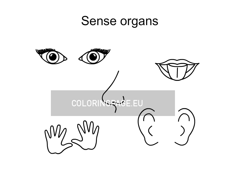 sense organs