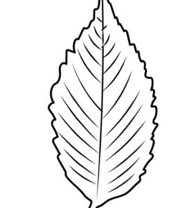 elm leaf