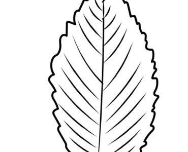 elm leaf