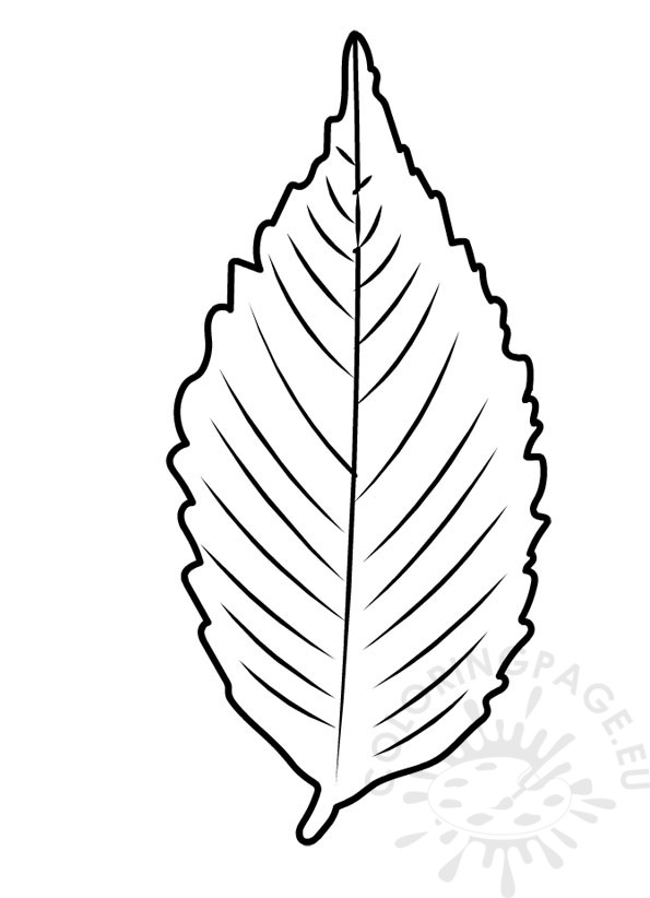 elm leaf