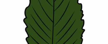 green elm leaf