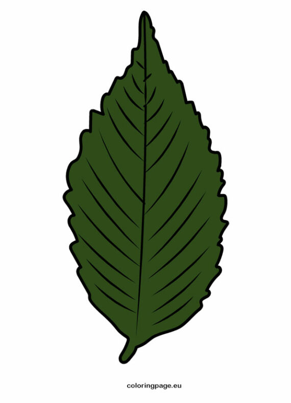 Elm Leaf Coloring Page