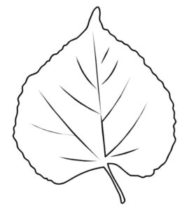 linden leaf