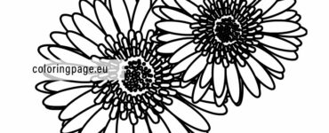 gerbera design