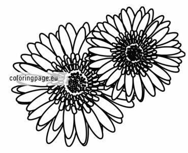 gerbera design