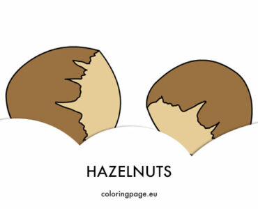 hazelnuts shell