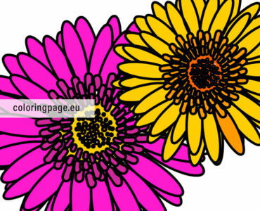 two gerbera