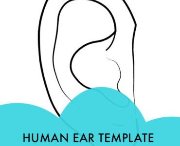 human ear
