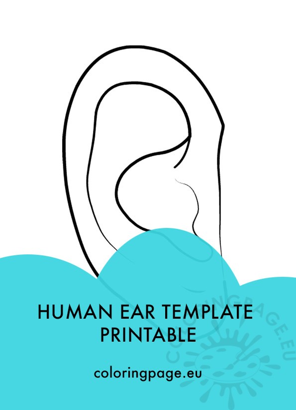 human ear