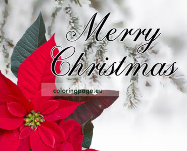 merry christmas poinsettia