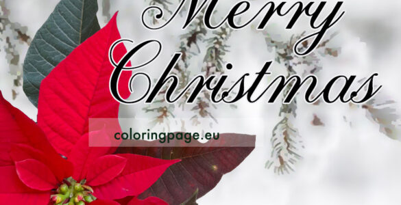 merry christmas poinsettia