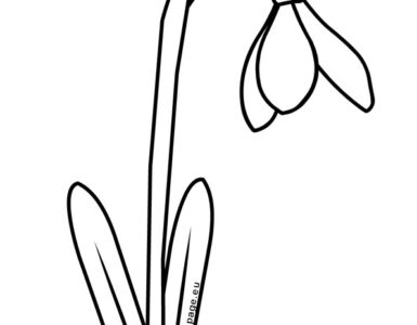 snowdrop
