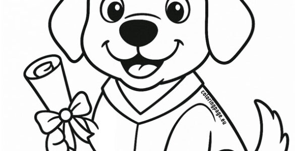 dog graduation design