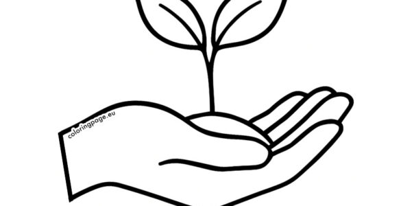 hand holding seedling