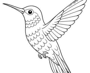 hummingbird