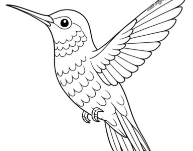 hummingbird