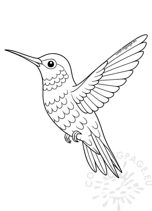 hummingbird