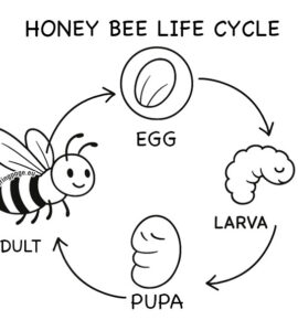 honey bee life cycle